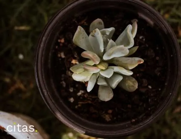 Como cuidar de planta suculenta- Preste atenção nos sinais