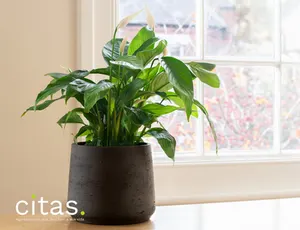 Quais são as melhores plantas para ter no quarto?