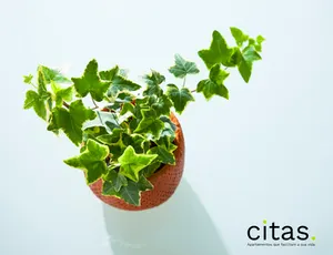 Quais são as melhores plantas para ter no quarto?