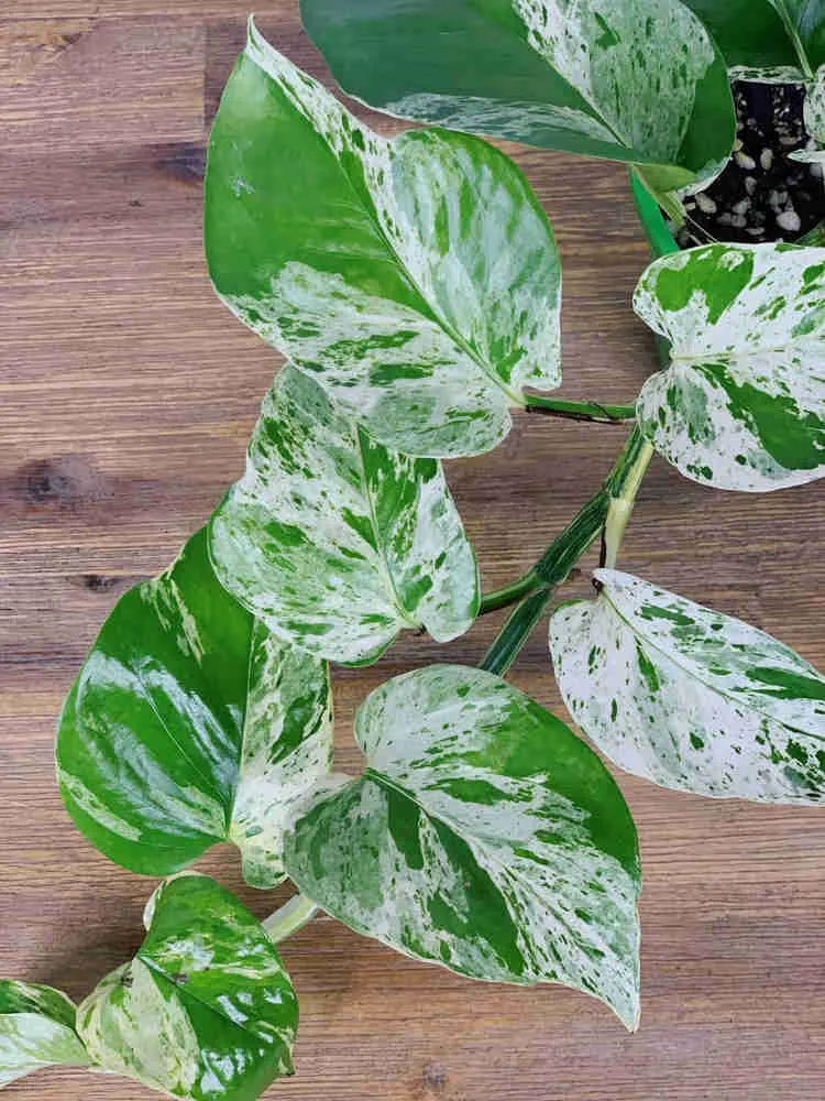 ramo de jiboia marble queen sobre superficie de madeira