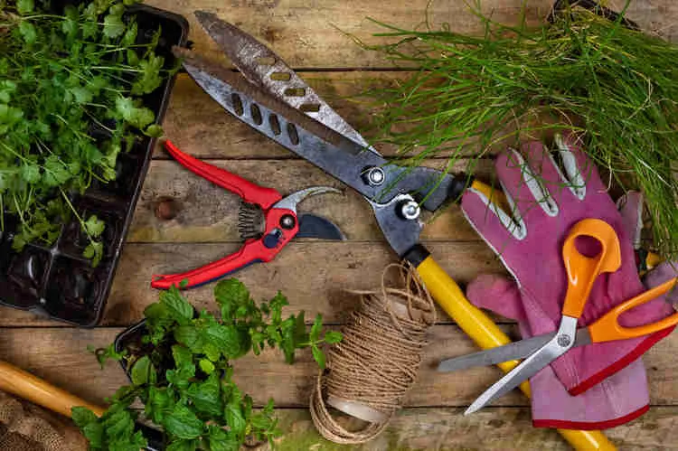 Jardim em apartamento: Algumas ferramentas são importantes