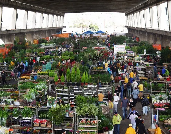 Começando a Selva Urbana: Saiba onde comprar plantas...